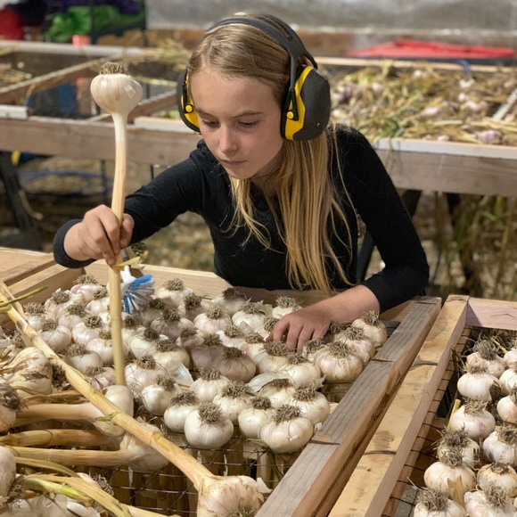 Garlic from The Farm: San Juan Island - Picture 13 of 14